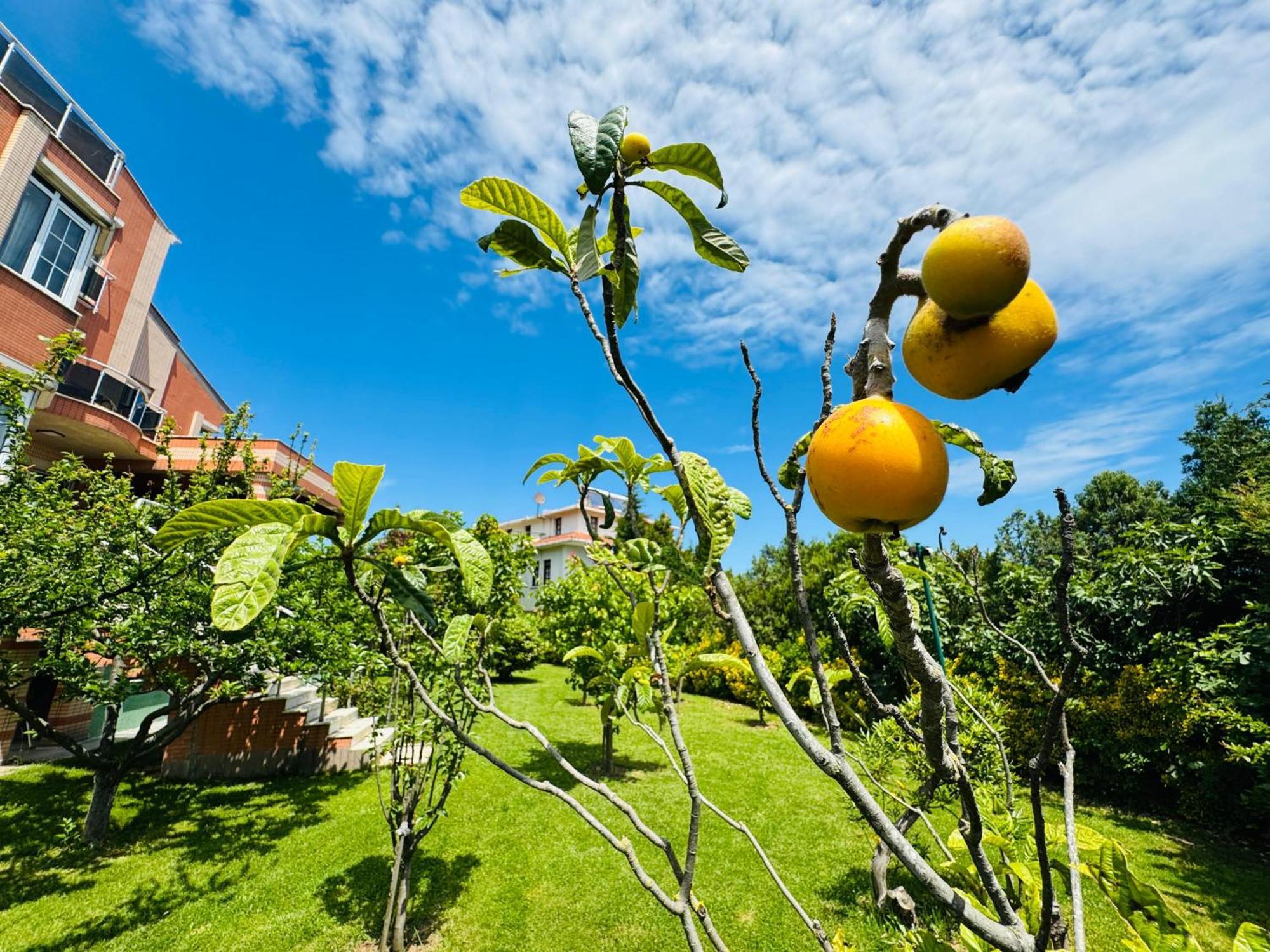 Treekos Suite Hotel Arnavutkoy Eksteriør billede